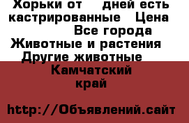   Хорьки от 35 дней есть кастрированные › Цена ­ 2 000 - Все города Животные и растения » Другие животные   . Камчатский край